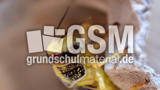 Afrikanische Wüstenwanderheuschrecke (2).jpg